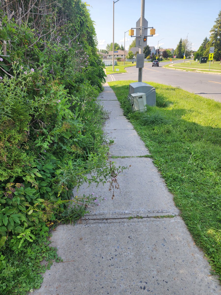 clarktyl212's tweet photo. Bushwatch 2024, day two. @CityofCornwall https://t.co/qOWeQW8jV8