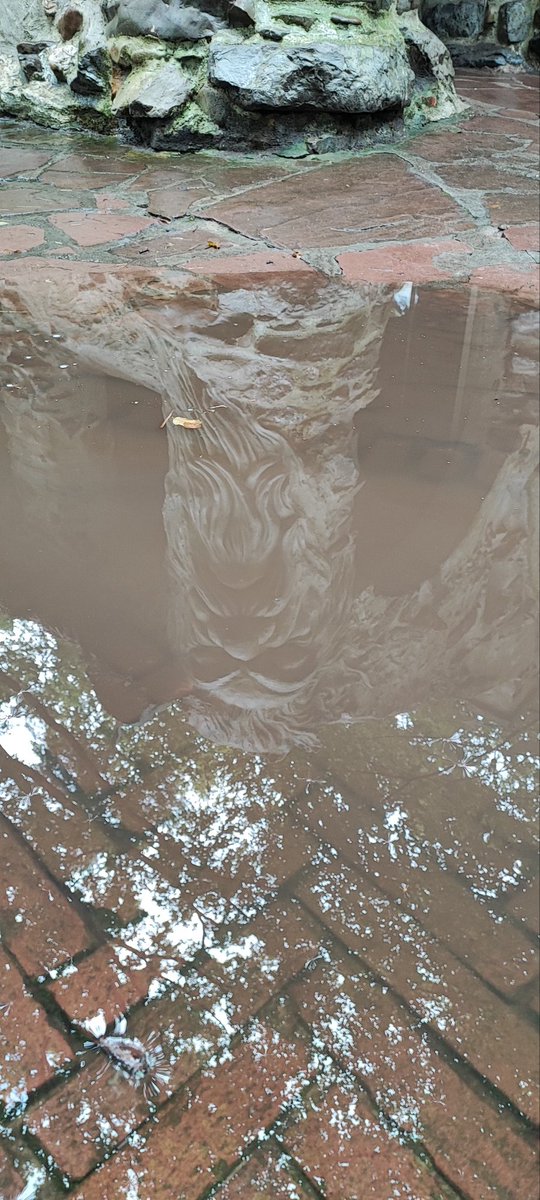 hcdejong's tweet photo. Random shot after the rain #photooftheday #picofday #NatureInspired #Rain #efteling #randomshot #face #ThursdayThoughts #summerholidays https://t.co/ZyR4JLFMqN