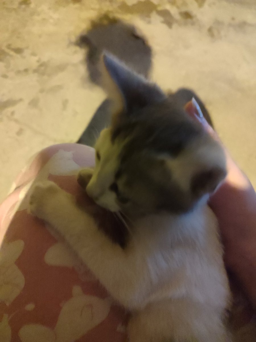 Bu gün bahçemin misafiri vardı🥹🫠🫠