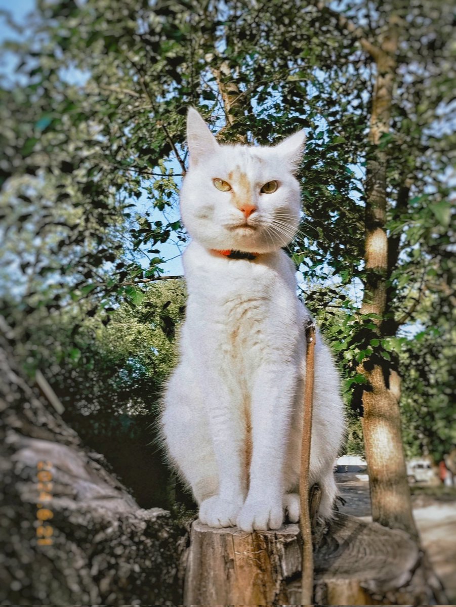 Lemon_cafe_min's tweet photo. Haha this is my little princess Chiara!
R.s is actually a secret ninja of Konoha)
#mylife #cat #cutcat #animals https://t.co/QNoC78su2k