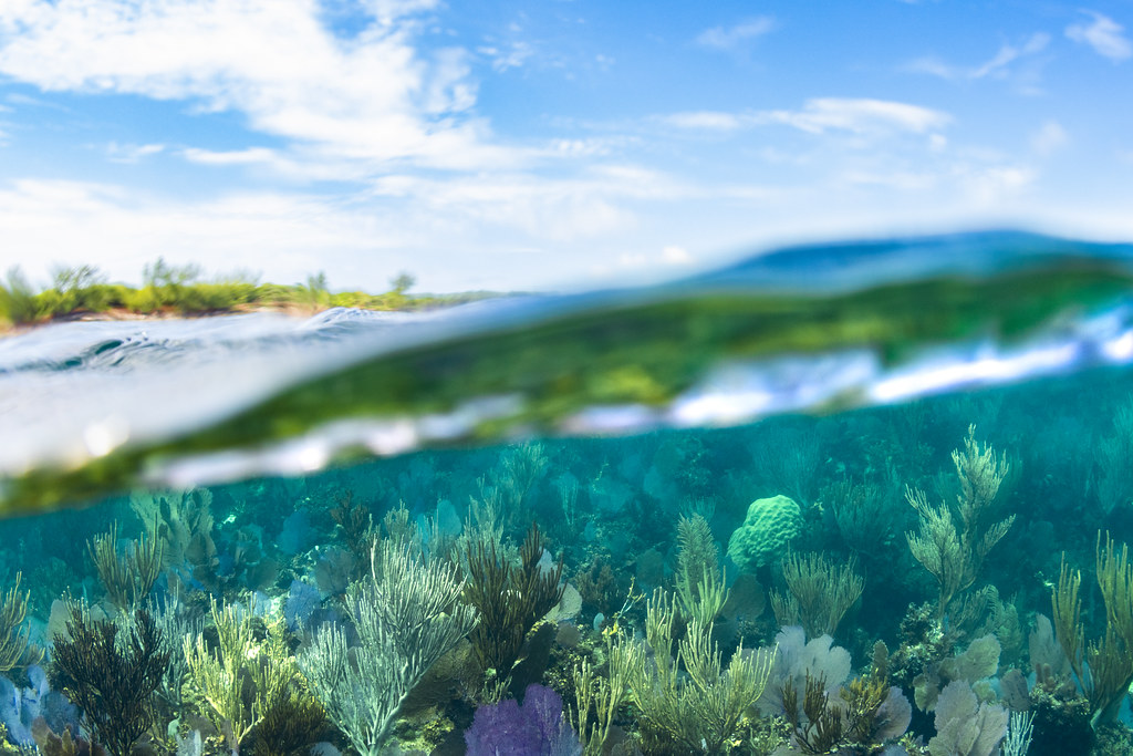 The BNT notes with great concern recent media reports about developments taking place on Athol Island. We have been advocating for its protection since 1982 &amp; do not support the development of Athol Island. Read our full statement: bnt.bs/news/bnt-calls…