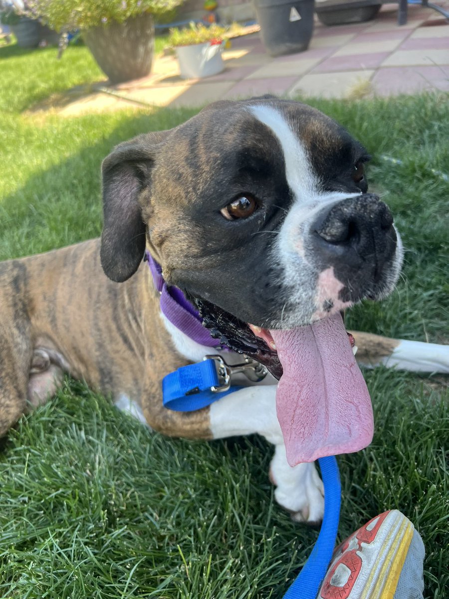 WoofPackUtah's tweet photo. Last month, we adopted a sweet, goofy, handsome boy from Boxer Lovers Rescue-meet Reuben! He is a wonderful addition to our family and Woof Pack! He is the same age as our Layla (2yrs) and they are best friends. It’s been wonderful for all of us! #BoxerDogs #Rescue #Adopt #Woof https://t.co/mtdRubgHqd