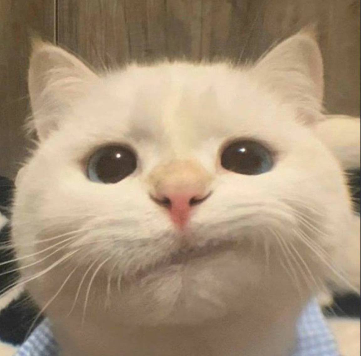 <a href="/blknoiz06/">Ansem</a> $bruh