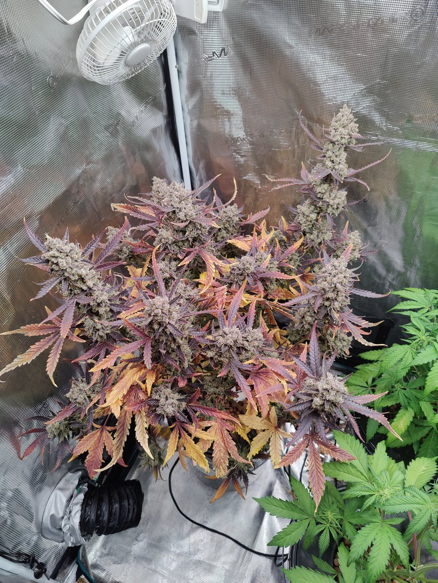 HigherKushCloud's tweet photo. Red Gorilla Girl auto
Chopped her down yesterday. I love that blistering Calyx look on the buds. I'll probably photo dump the rest of her pics https://t.co/mEUdBZoXJl