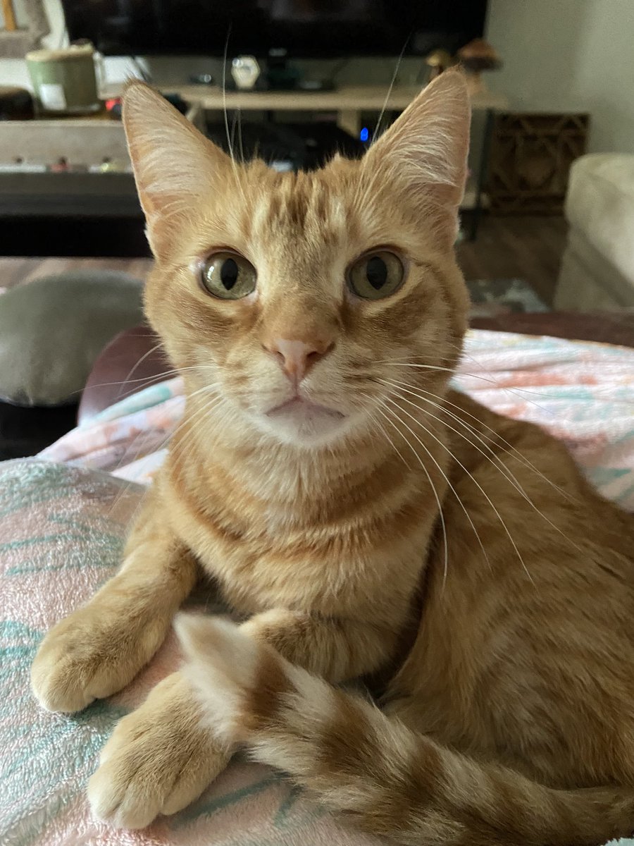 frank is growing his first black whisker