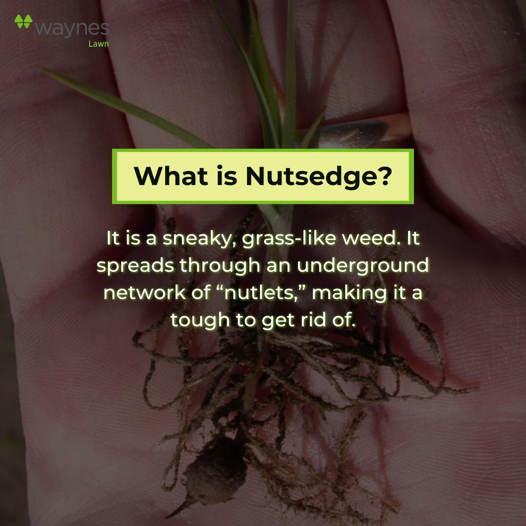 callwaynes's tweet photo. Dealing with pesky nutsedge in your yard? 🌱 Learn what it is and how to prevent it from taking over your yard. Check out our recent blog for more information: https://t.co/eXP5L76lFf
#LawnCareTips #WaynesPestControl #HealthyLawn https://t.co/opxnP2wAWN