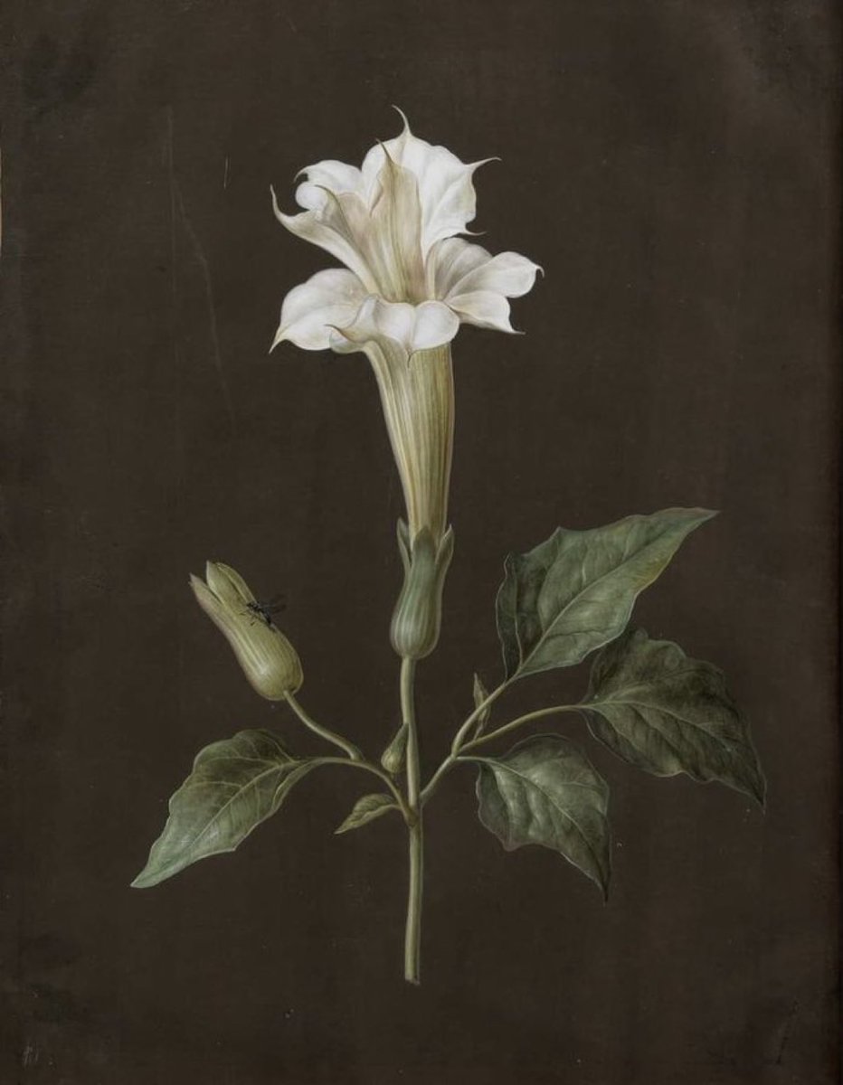 "Zambaklar en ıssız yerlerde açar,
Ve vardır her vahşi çiçekte gurur."