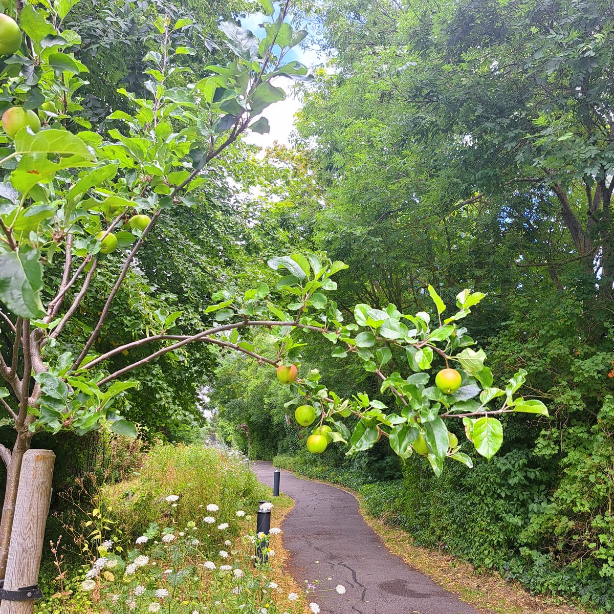 ASA Landscape (@asalandscape) on Twitter photo The mini orchards planted in 2022 <a href="/MiltonPark/">Milton Park</a>  next to the cycle lane, underplanted with wildflower meadow are maturing beautifully contributing to the many #biodiversity initiatives throughout Milton Park   @CBREUK <a href="/nurturegroup_uk/">The Nurture Landscapes Group</a> 🍏🐝
miltonpark.co.uk/sustainability/
#throwbackthursday The mini orchards planted in 2022 <a href="/MiltonPark/">Milton Park</a>  next to the cycle lane, underplanted with wildflower meadow are maturing beautifully contributing to the many #biodiversity initiatives throughout Milton Park   @CBREUK <a href="/nurturegroup_uk/">The Nurture Landscapes Group</a> 🍏🐝
miltonpark.co.uk/sustainability/
#throwbackthursday