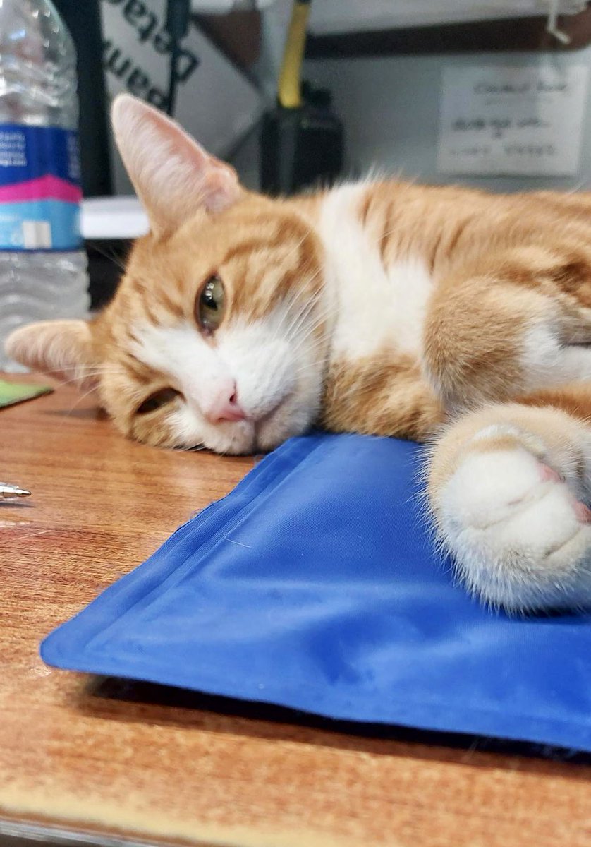 Night night sweet dreamies 

Just for this evening , focus on all the things you've achieved today no matter how small 

You may surprise yourself when you reflect at how much you have actually achieved  

#CatsOfTwitter