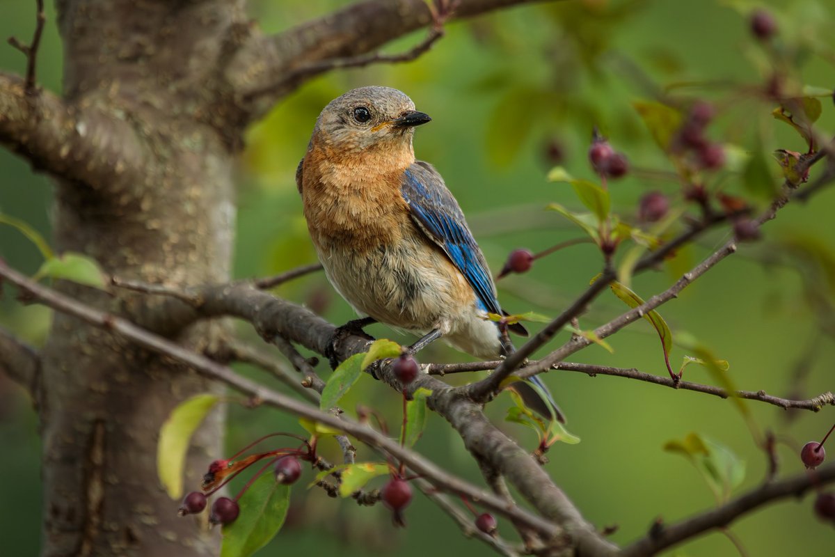 MelodyAnneM's tweet photo. Finishing up processing my photos from Sunday afternoon/evening with sweet, little Mrs. Bluebird.

Photographed with a Canon 5D Mark IV &amp; 100-400mm f/4.5-5.6L lens +1.4x III extender. 

#birdwatching #birdphotography #wildlife #nature #teamcanon #canonusa https://t.co/uXtCL8kiO2