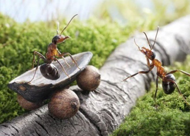 Even ants atshela nge 4 wheel drive, then we expect ukubamba nge footron