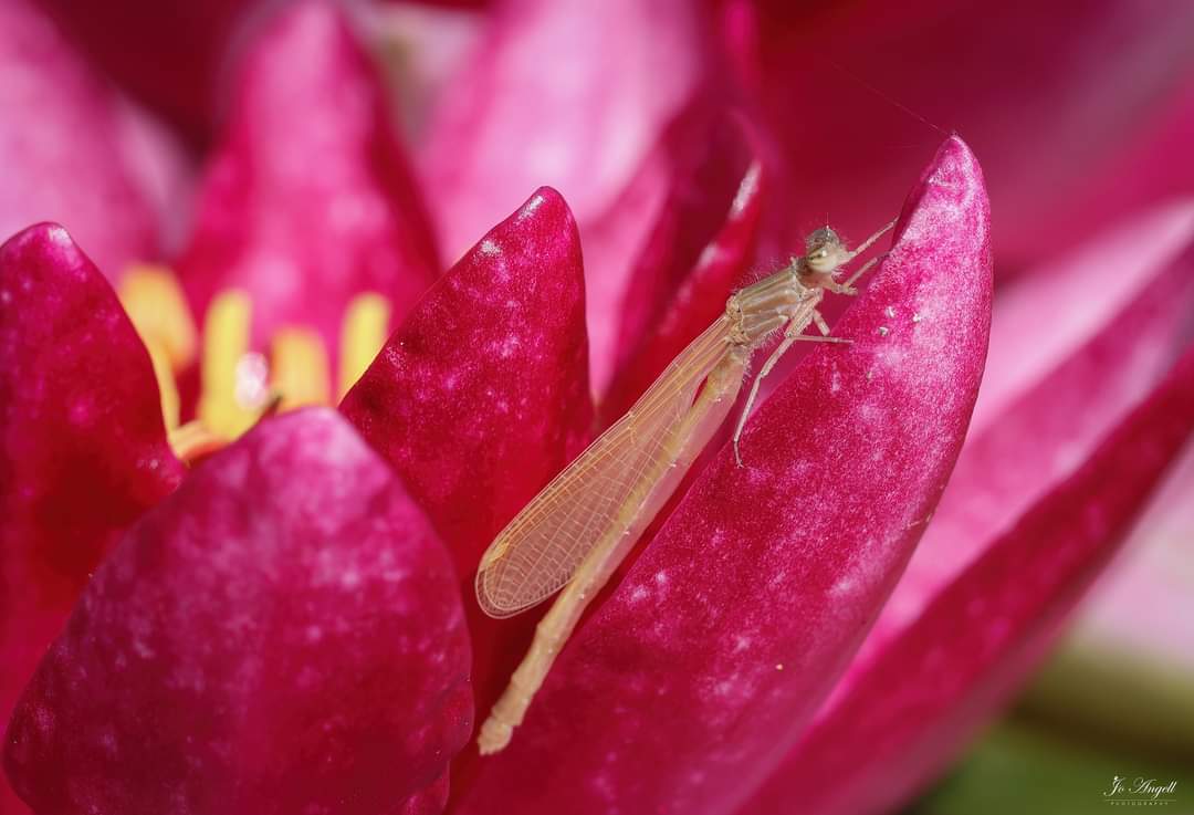 Jo Angell (@joangell5) on Twitter photo Damselfly emergence. My first time seeing this,how amazing to watch on the water lily flower. From the 1st to 2nd photo was less than 2 mins and a further 8 mins to the 3rd pix (The exuviae is cupped in the petal below)
<a href="/CanonUKandIE/">Canon UK and Ireland</a>
<a href="/BDSdragonflies/">British Dragonfly Society</a> <a href="/scenesfromMK/">scenesfromMK</a> <a href="/TheParksTrust/">The Parks Trust</a> Damselfly emergence. My first time seeing this,how amazing to watch on the water lily flower. From the 1st to 2nd photo was less than 2 mins and a further 8 mins to the 3rd pix (The exuviae is cupped in the petal below)
<a href="/CanonUKandIE/">Canon UK and Ireland</a>
<a href="/BDSdragonflies/">British Dragonfly Society</a> <a href="/scenesfromMK/">scenesfromMK</a> <a href="/TheParksTrust/">The Parks Trust</a>