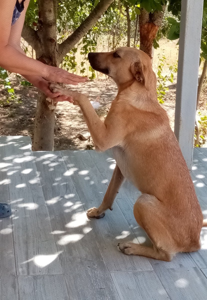 Kemâl Güven tweet media
