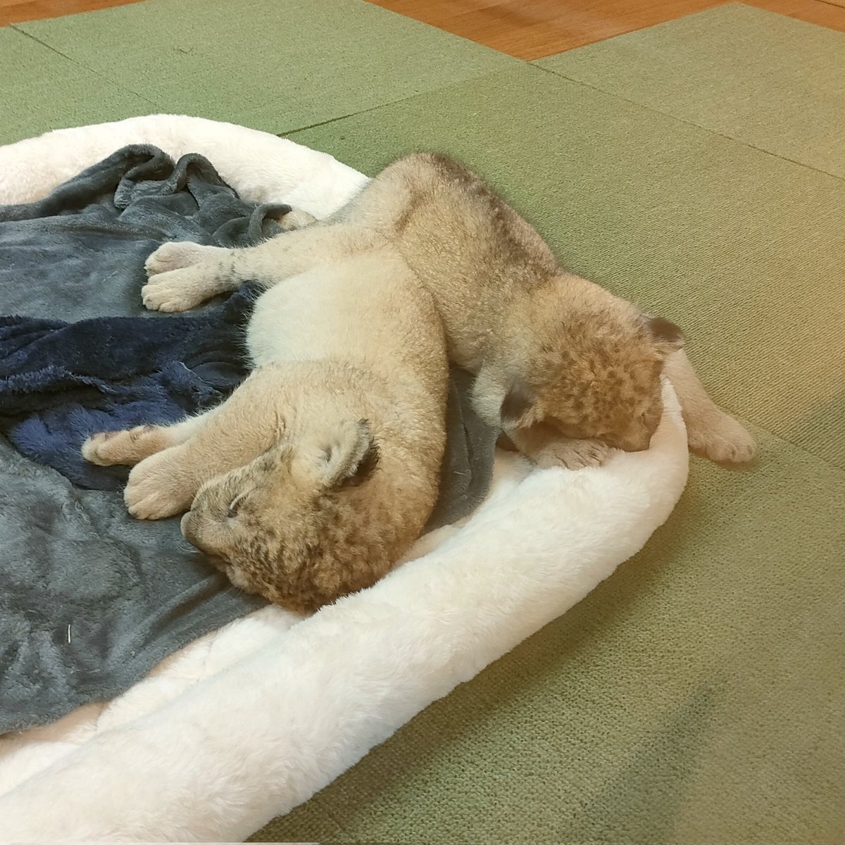 nps_programming's tweet image. おはようございます！
今日の名古屋は☁たまに☔予定

先日、富士サファリパークでライオンの赤ちゃんを見てきました👀
昼過ぎには暑さで人間も動物もグッタリ🙃

今日も暑さに負けないよう、ほどほどに頑張りましょー‼️

#企業公式が毎朝地元の天気を言い合う