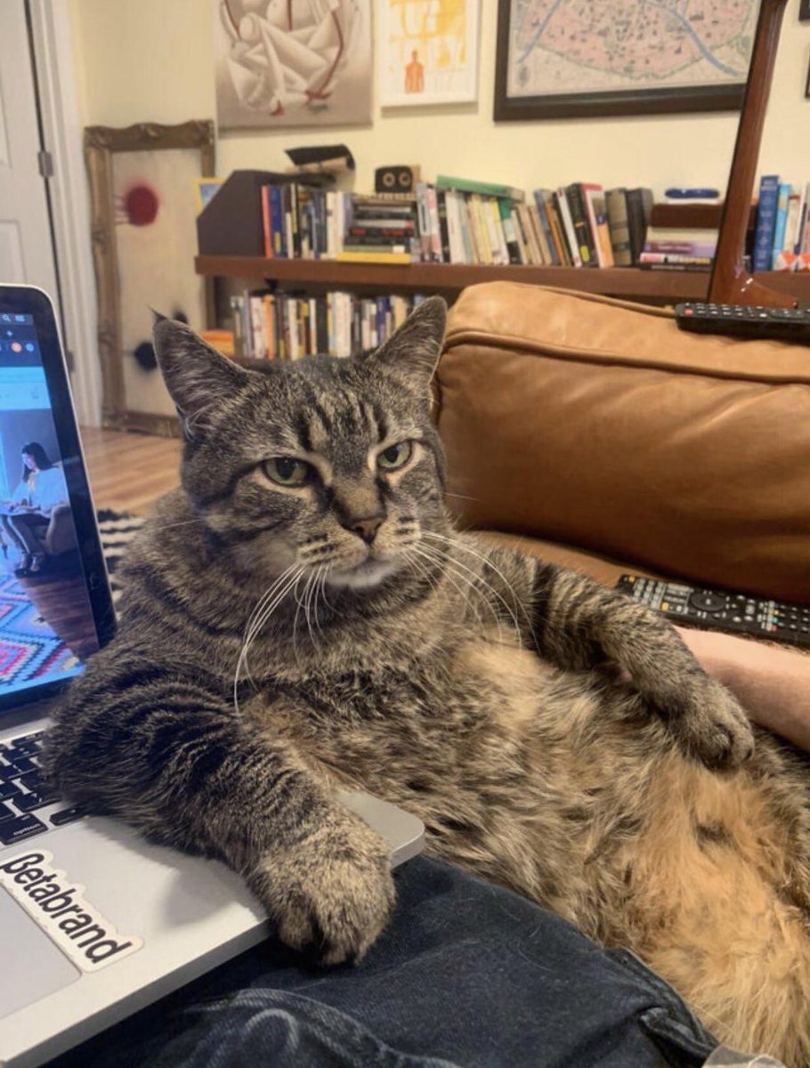 gatinarios's tweet image. só no compuiter??