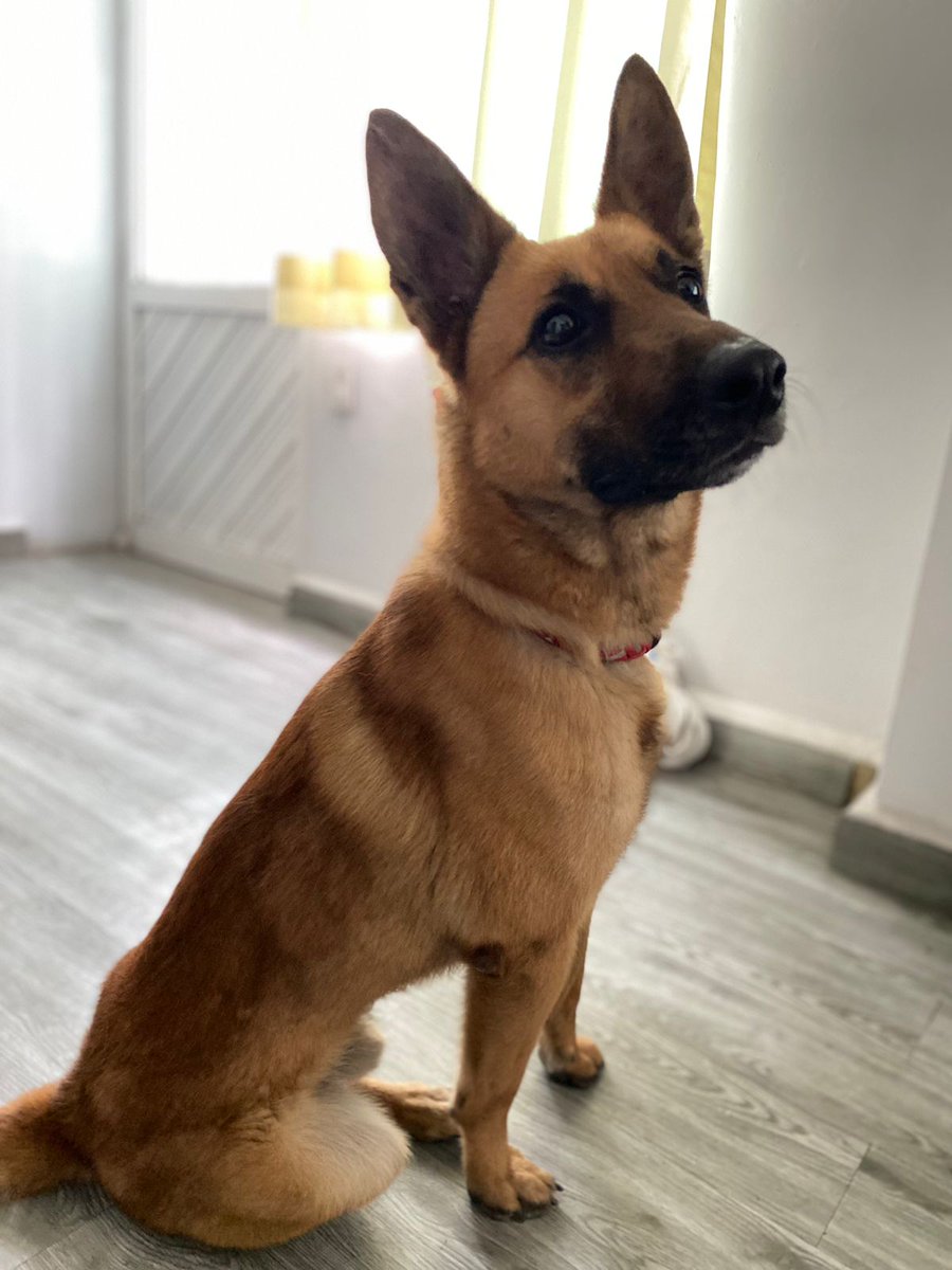 VIBRAmascotas's tweet photo. Seguimos buscando familia urgente para este chaparrito , es talla mediana , 2 años , amigable , tranquilo , convive con otros perros #rt #CiudadDeMéxico #AdoptaNoCompres #adopta #comparte
#sos 
Wats 5548724347 https://t.co/3rzg04O7Yl