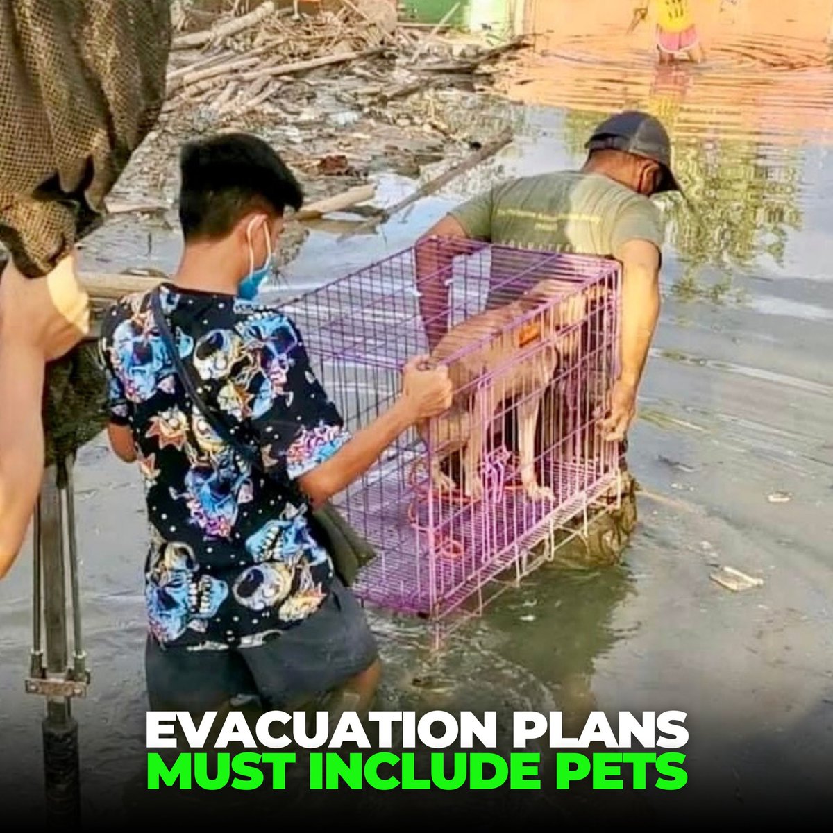 PAWS Philippines tweet media