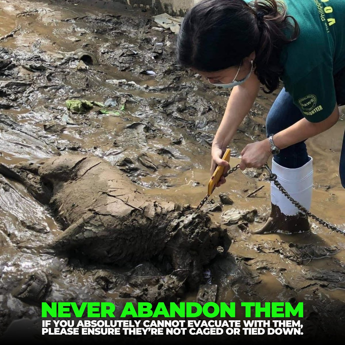 PAWS Philippines tweet media