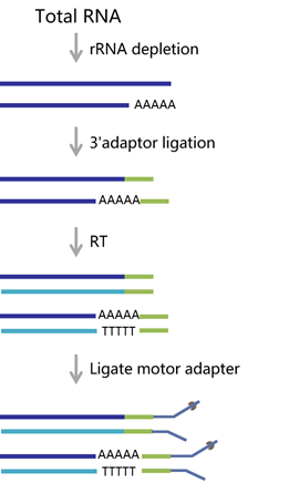 benagen3571's tweet photo. π Benagen's direct IncRNA sequencing enables simultaneous mRNA & IncRNA sequencing, capturing native RNA info like single-base modifications and poly(A) tail length. Interested? Comment or DM me! π¬ #Genomics #DirectRNASequencing #IncRNA 𧬠https://t.co/YUWwfrbKzx