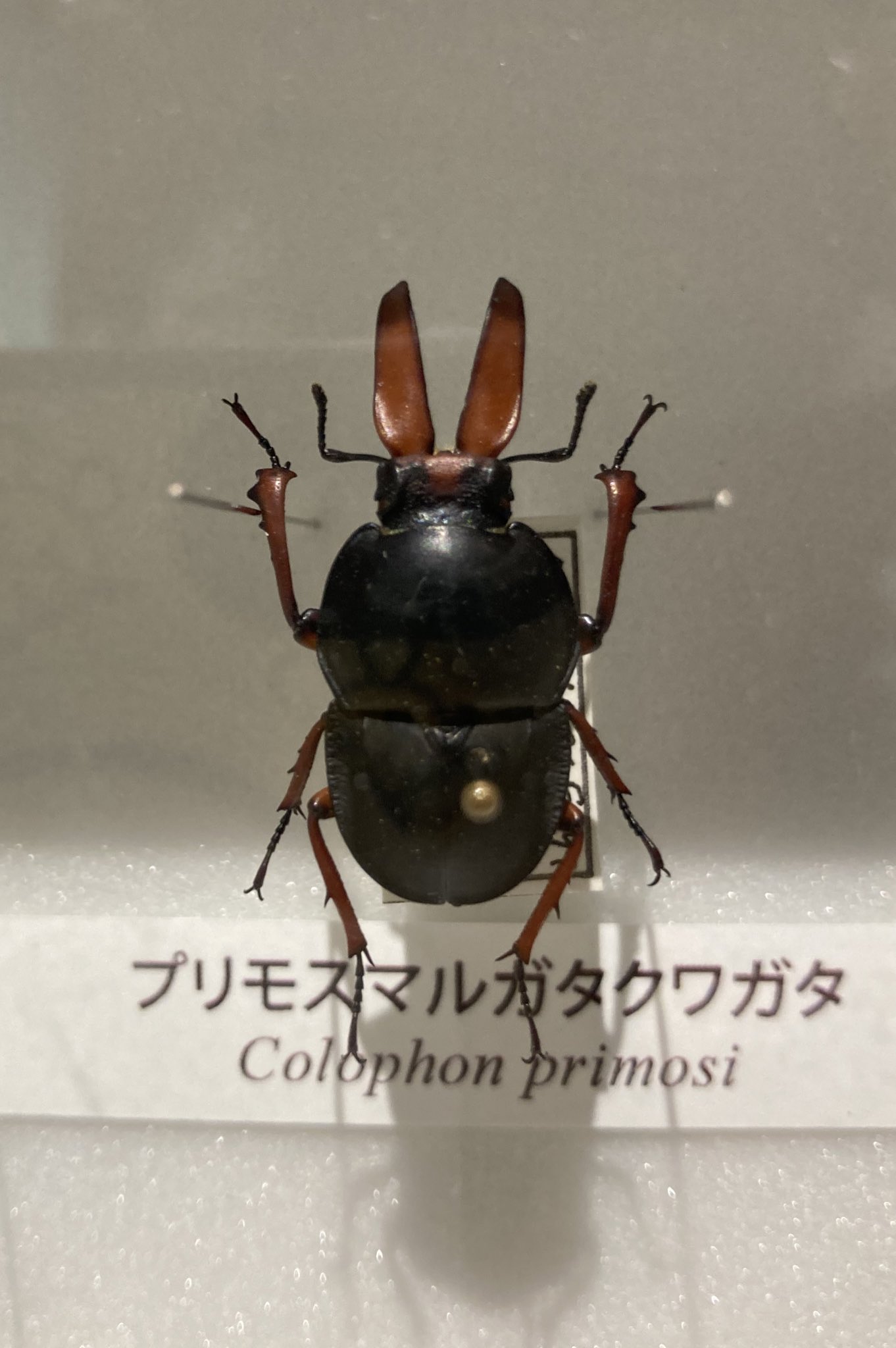 コロフォン】プリモスマルガタクワガタ Colophon primosi (クワガタ 標本)