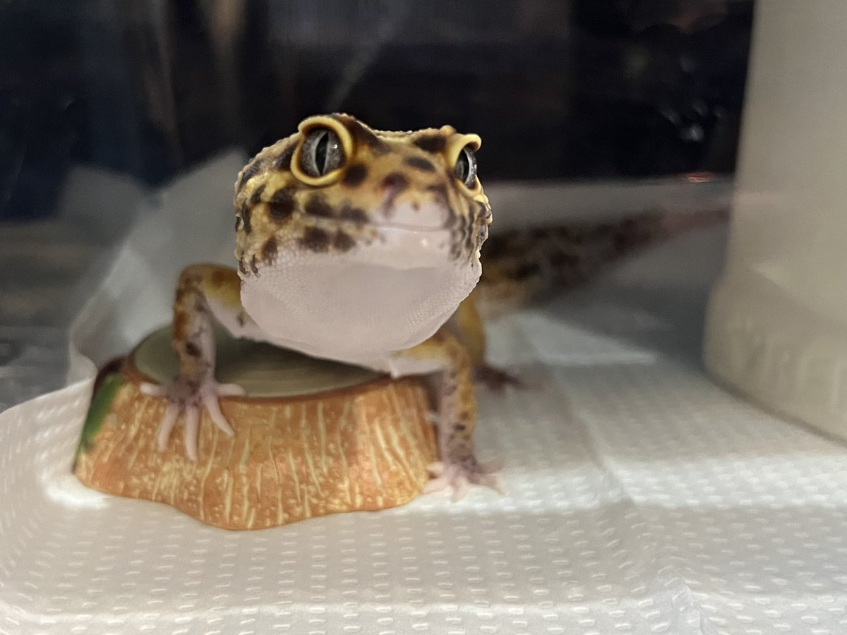Leopa_green's tweet photo. 切り株のやつヒーターに近いから温かいみたいで、たまにお腹温めてる🥰 https://t.co/JteOENCD7o