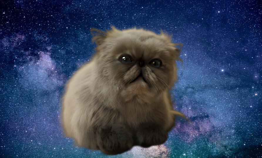 $MIGGLES has such a strong community.

PERFECT narrative.

Is this next $1B <a href="/base/">Base</a> token? 

<a href="/MrMigglesOnBase/">Mr. Miggles</a>