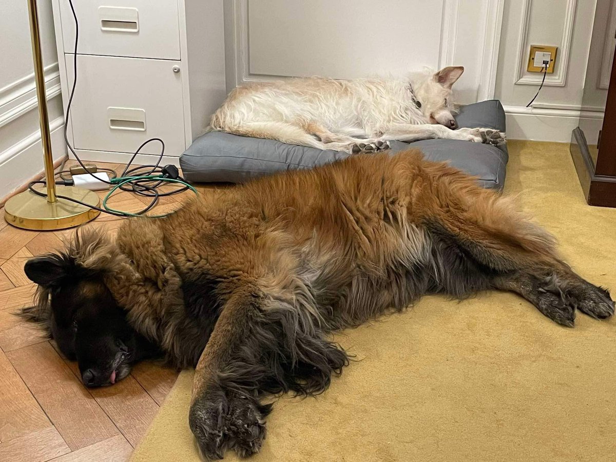 AmbKirstyHayes's tweet photo. Los #diplodogs totalmente agotados 🥱 😴 https://t.co/Htahq7ktTp