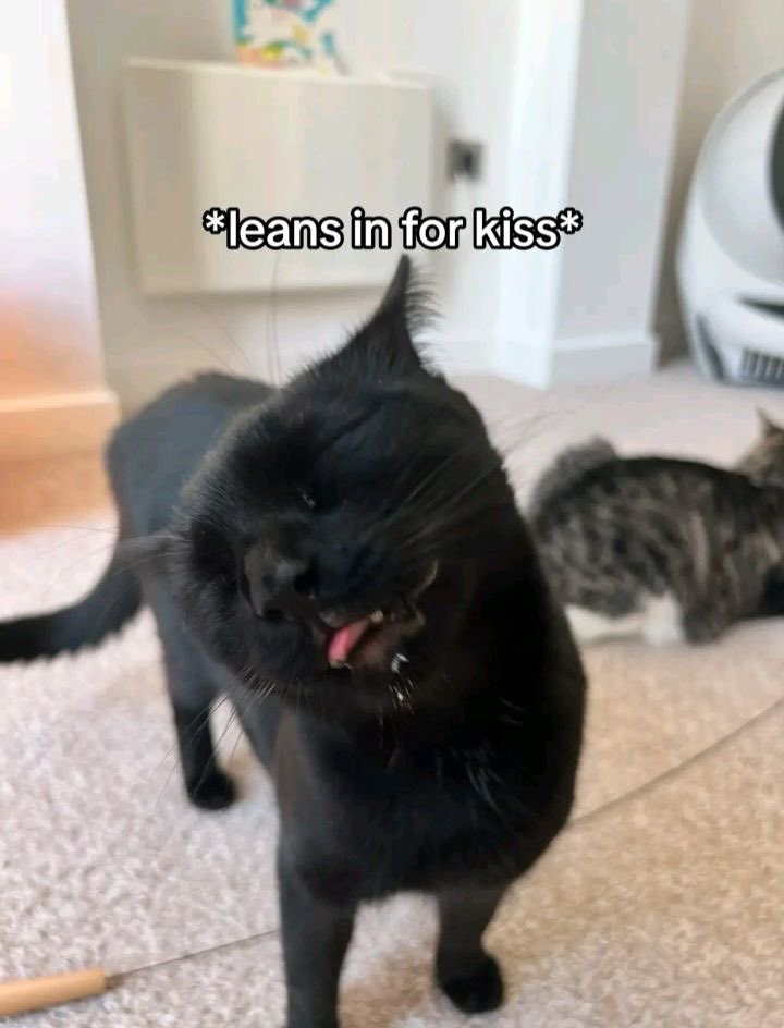 Punch Cat tweet media