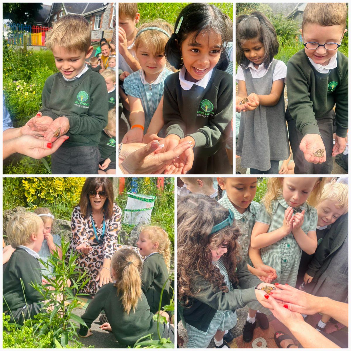 LairaGreenSch's tweet image. Reception watched with awe as their tiny caterpillars grew and eventually turned into butterflies! There was so much excitement today as they set them free! What a wonderful experience! 😍🐛🦋
