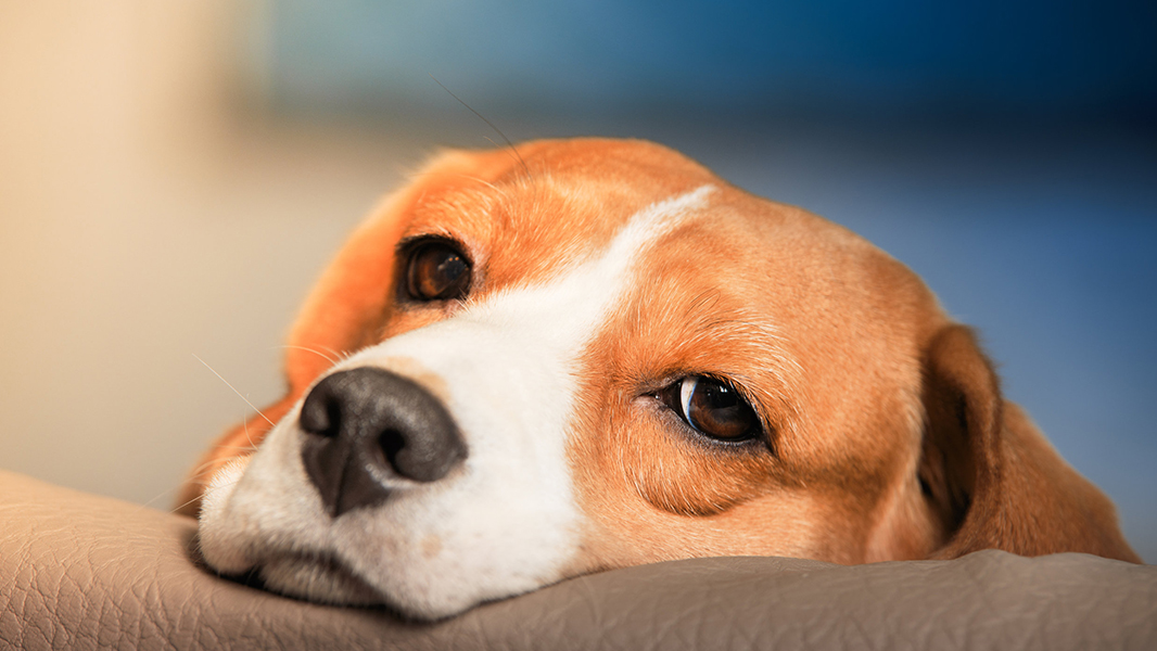 NaturePortfolio's tweet photo. A study in @SciReports tests how dogs respond to the smell of human stress. https://t.co/asptQO4Suz https://t.co/hG3ORqxTyW