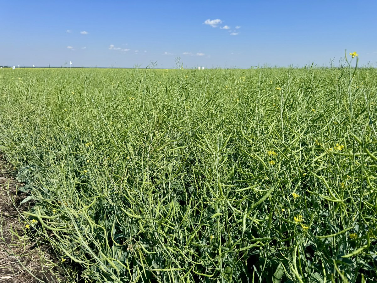 Checking out how our new L330PC and L333PC are podding after all the heat! 👀☀️

Don’t forget to register for a Back to Agronomy DST walk near you: Guy, Wanham, Hotchkiss and Ft. Vermilion! #BASF #InVigor #peaceregion