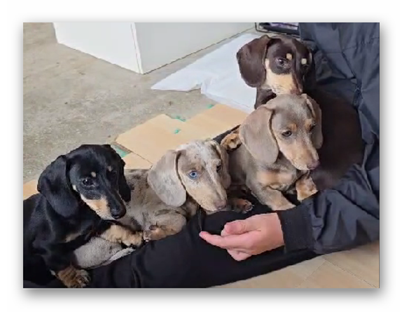 Hope4Cohousing's tweet photo. auditioning for our cohousing dog..... (I wish) https://t.co/EL5PnO71dc