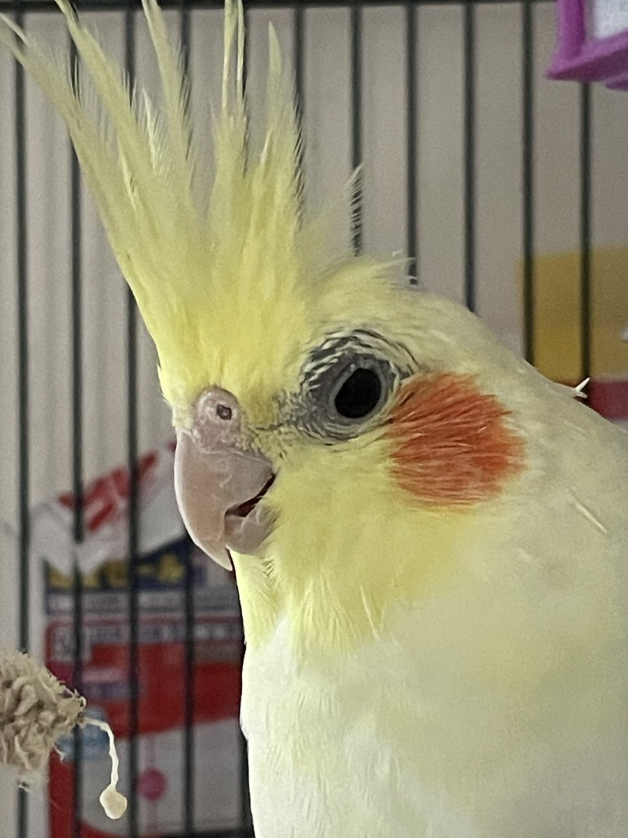 おはよう😃かっこいい王冠👑
頑張って早く帰ってくるよー！

#オカメインコ
#王冠
#おはようございます