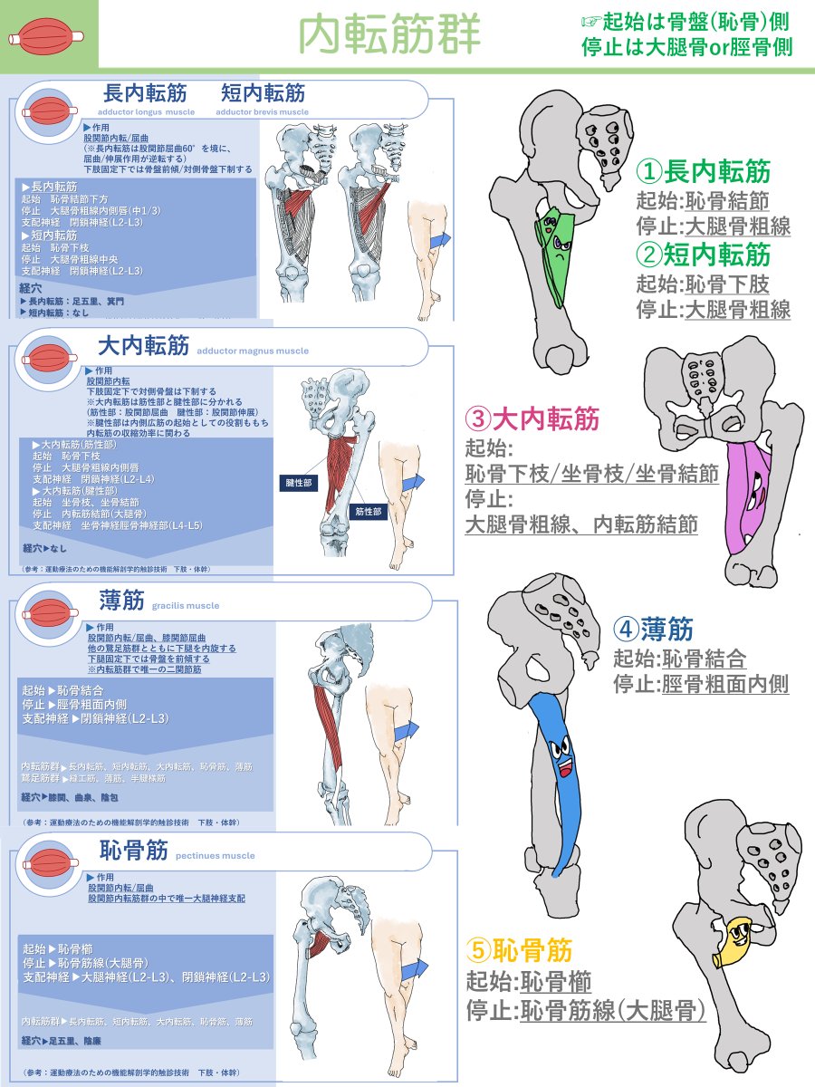 harizyupt's tweet photo. ✔内転筋群
位置関係がわかりにくい内転筋群をキャラクターで整理してみました。 https://t.co/ENez1gjpde
