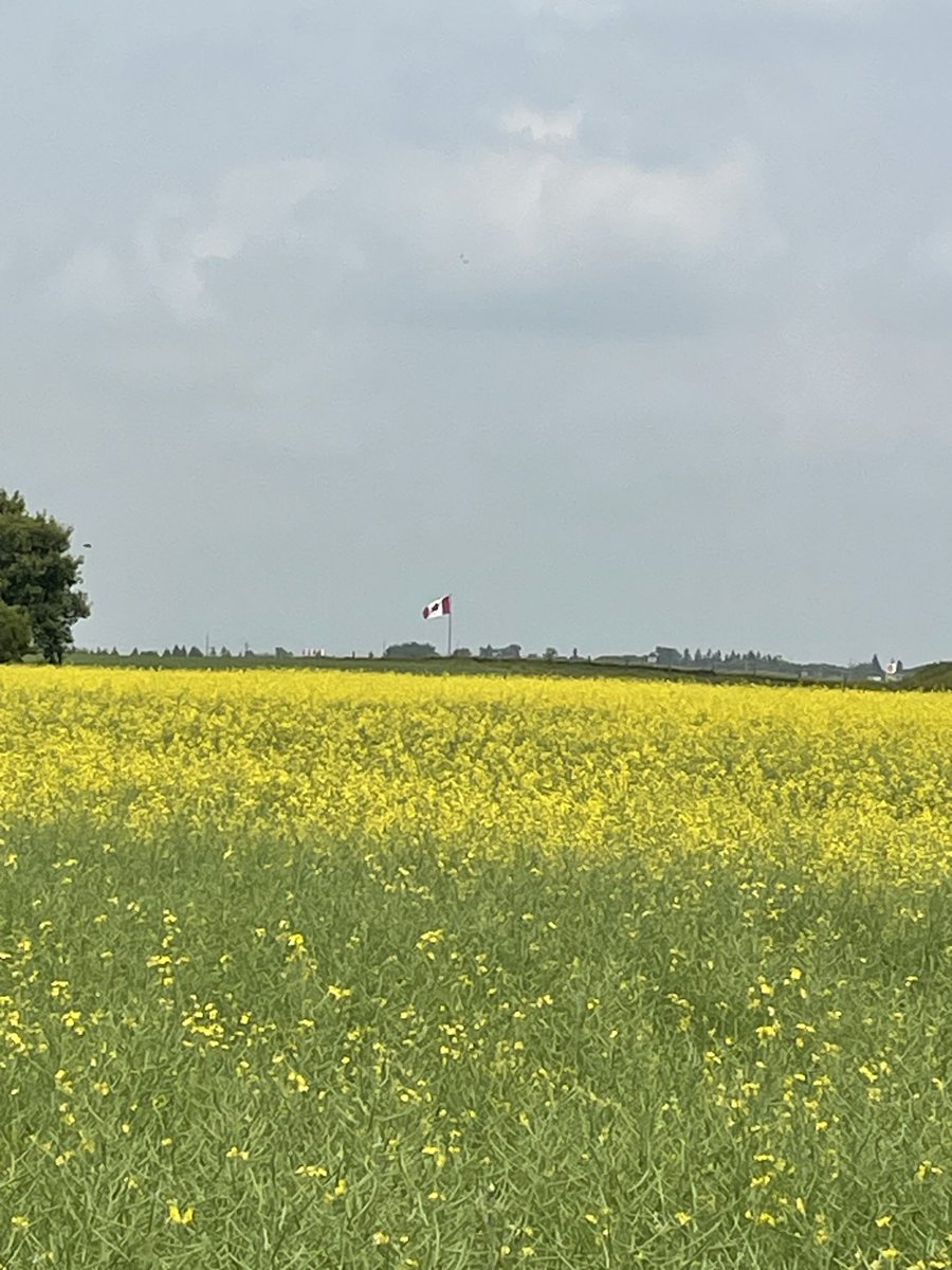 Steve_Crittenden (@steve_crittende) on Twitter photo Canola is looking good <a href="/AAFC_Canada/">AAFC Canada</a> Brandon. 4R and precision ag with <a href="/tlychuk/">Taras Lychuk</a> and Aaron Glenn Canola is looking good <a href="/AAFC_Canada/">AAFC Canada</a> Brandon. 4R and precision ag with <a href="/tlychuk/">Taras Lychuk</a> and Aaron Glenn