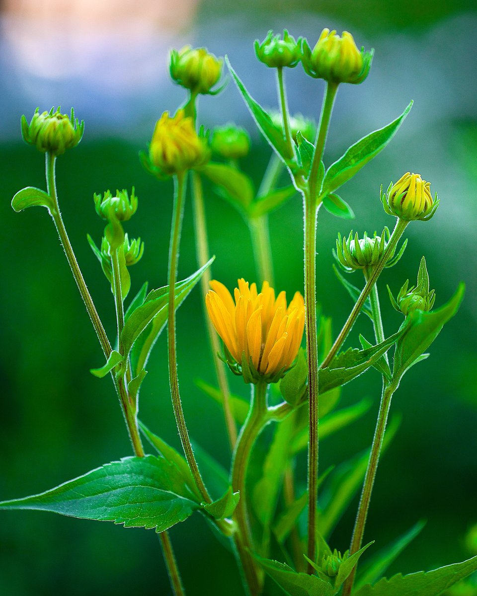 David Goodman tweet media