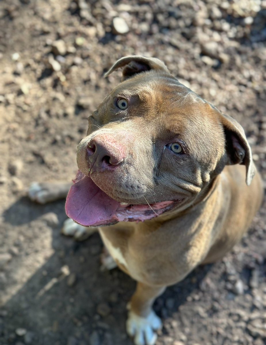 Layla’s Heart Ranch and Rescue tweet media