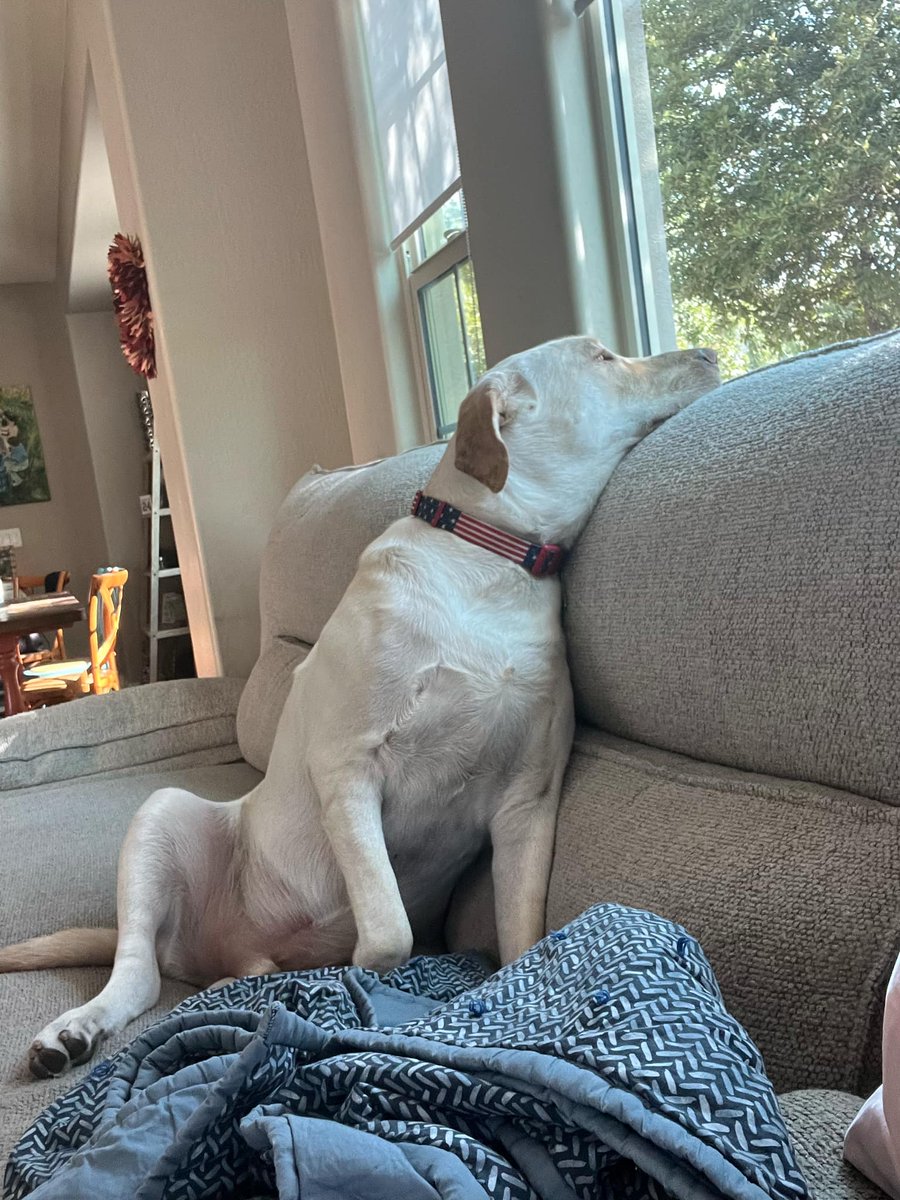 SWMaybelline's tweet image. maybellinebook.com
Leo the Lab update: We had a little memorial for my birth mother who died of Cancer recently.  I only knew her for 6 weeks, but I'll never forget  love for me and my siblings.
#remembered #Grief #mothersloveisforever #motherboy #labrador