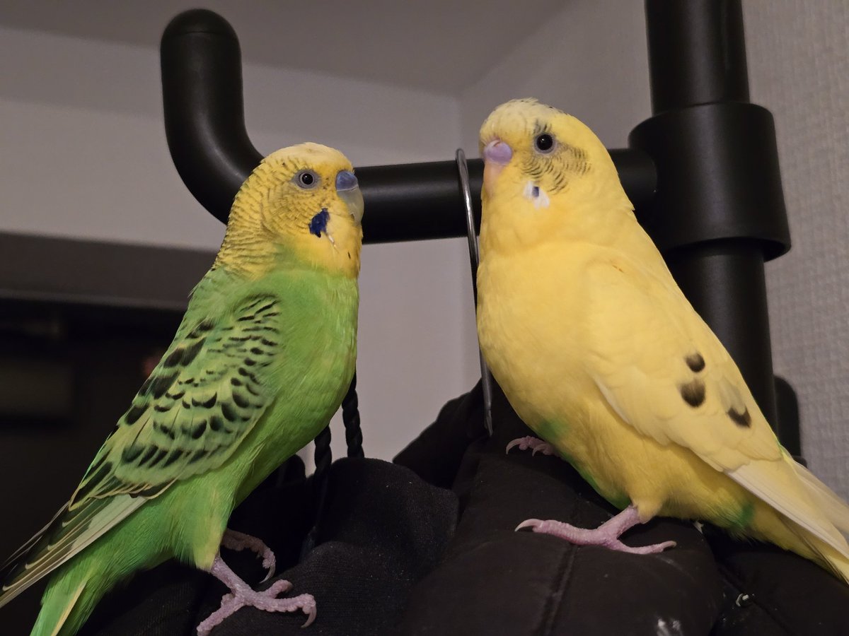 los_sono's tweet photo. おはようございます☀️😃❗
水曜日のPippiとPeriです❤️
今日もよろしくお願いします
#budgie #セキセイインコ https://t.co/1dwKkM1AEG