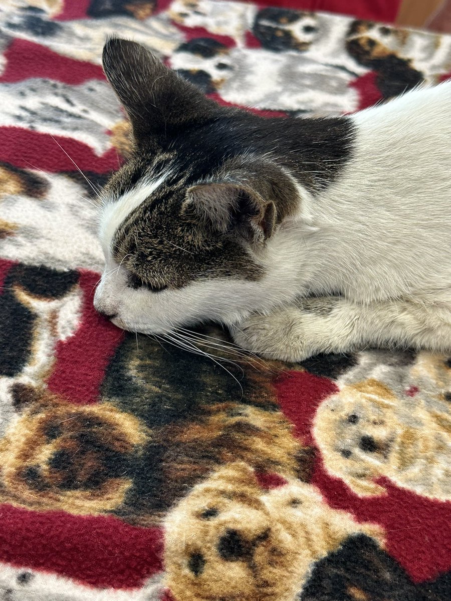 skeletonbrat's tweet photo. said goodbye to my sweet girl today. getting to spend 15 years of my life with you is a blessing I will always be grateful for. you were my best friend &amp; it’s so hard to accept I won’t see you again- but I believe we’ll reunite somehow, some way, someday. I love you so much lady. https://t.co/X1XJZLqkAi