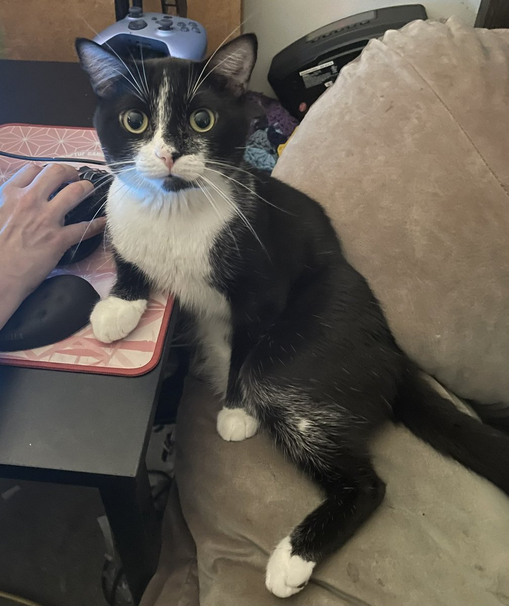 Rascal has joined me in my deck building