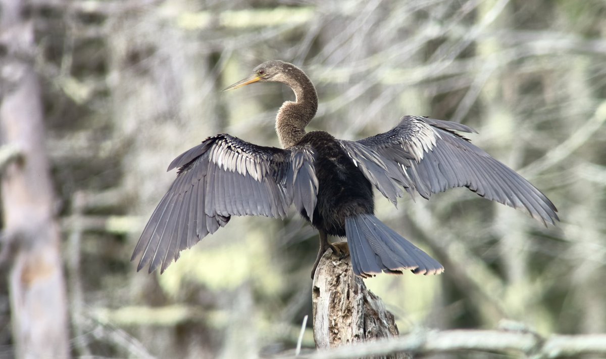 Doug Hitchcox tweet media