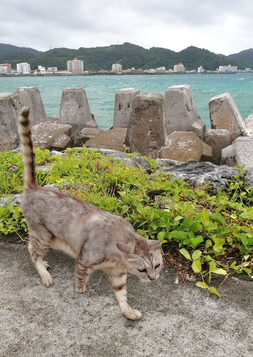 necoco_arte's tweet photo. 今ねこ🐾
風がつおいですじゃ🍃
ガーリー😻Ohayo
Buongiornooooo🌀
#沖縄 #now #cat #ocean #fifone https://t.co/TIt0Bah8lG