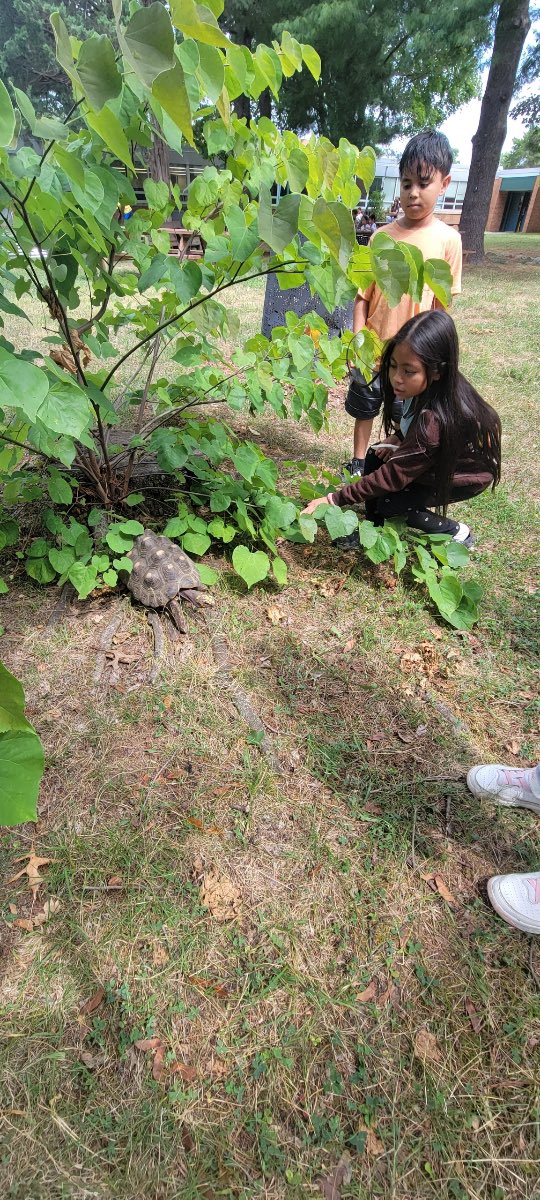 Ms. Kekoler (@a_kekoler) on Twitter photo We had a visit from our favorite tortoise, Hurley, today! Can’t believe it is already the last week of summer school. Time has flown by! <a href="/GuilfordEle/">Guilford Elementary School</a> We had a visit from our favorite tortoise, Hurley, today! Can’t believe it is already the last week of summer school. Time has flown by! <a href="/GuilfordEle/">Guilford Elementary School</a>