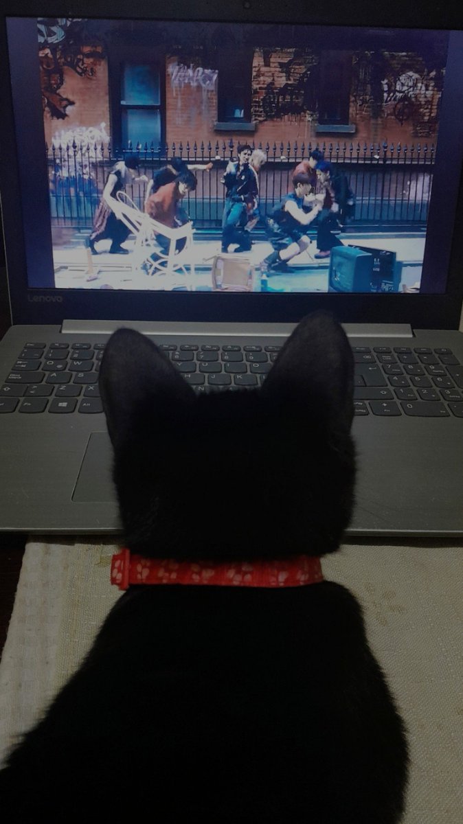 puse a mi michi a hacer stream porque acá todos tenemos que colaborar