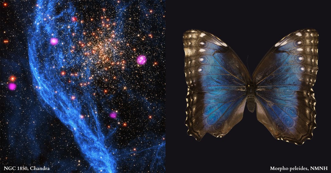 Earth Optimism (@earthoptimism) on Twitter photo 🛰️🎉 It's a momentous occasion—25 years of transformative discoveries from <a href="/chandraxray/">Chandra Observatory</a>! Ever seen nebulae that resemble creatures from the Smithsonian? Explore the cosmic menagerie! 🌍🔭 #Chandra25 #CosmicJourney <a href="/NationalZoo/">National Zoo</a> <a href="/NMNH/">Smithsonian NMNH</a> 🛰️🎉 It's a momentous occasion—25 years of transformative discoveries from <a href="/chandraxray/">Chandra Observatory</a>! Ever seen nebulae that resemble creatures from the Smithsonian? Explore the cosmic menagerie! 🌍🔭 #Chandra25 #CosmicJourney <a href="/NationalZoo/">National Zoo</a> <a href="/NMNH/">Smithsonian NMNH</a>
