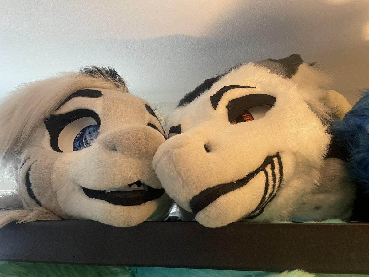 Smoll Sherk 🦈 ➡️ MFF tweet media