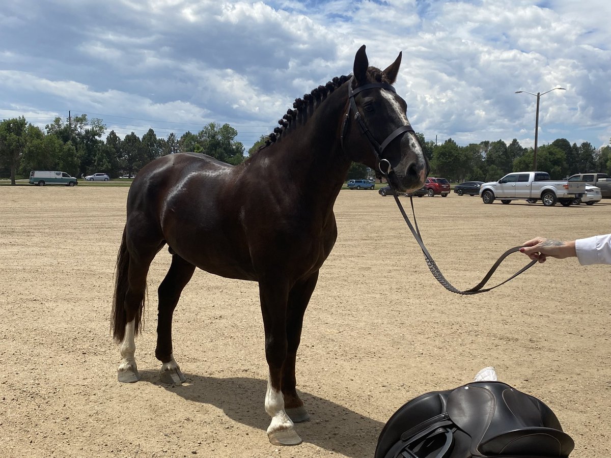 irishdraughtusa's tweet photo. Purebred #irishdraughtstallion Bell Tower Banrion’s Hero at a dressage show https://t.co/ot06OJ51Wz