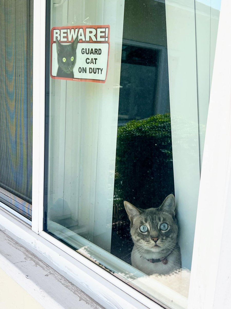 _ViralCats_'s tweet photo. Beware! Tommy is on duty! The purr-fect security system! โ ๏ธ๐๐
Photo by Marissa Pittam Law!
#security #securitycat #funnycats #cats #cat #kitty #funnykitty #catsecurity #ViralCats #pets https://t.co/ueNCTYo9Hk