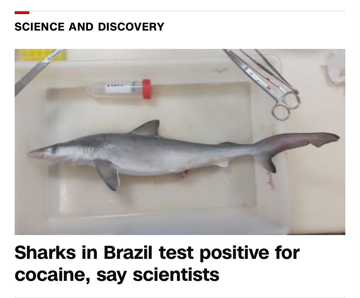 petethec's tweet photo. If elected, I will make sure every shark in the US undergoes mandatory drug testing. #sharktweak https://t.co/0GLMMQJNvp